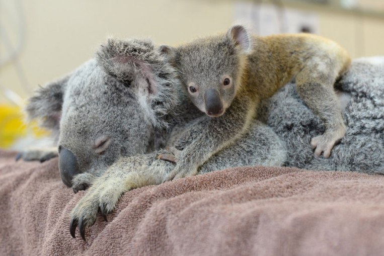 baby-koala-mom-surgery-australia-zoo-6