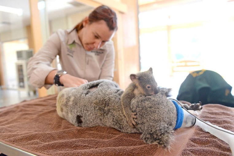 baby-koala-mom-surgery-australia-zoo-8